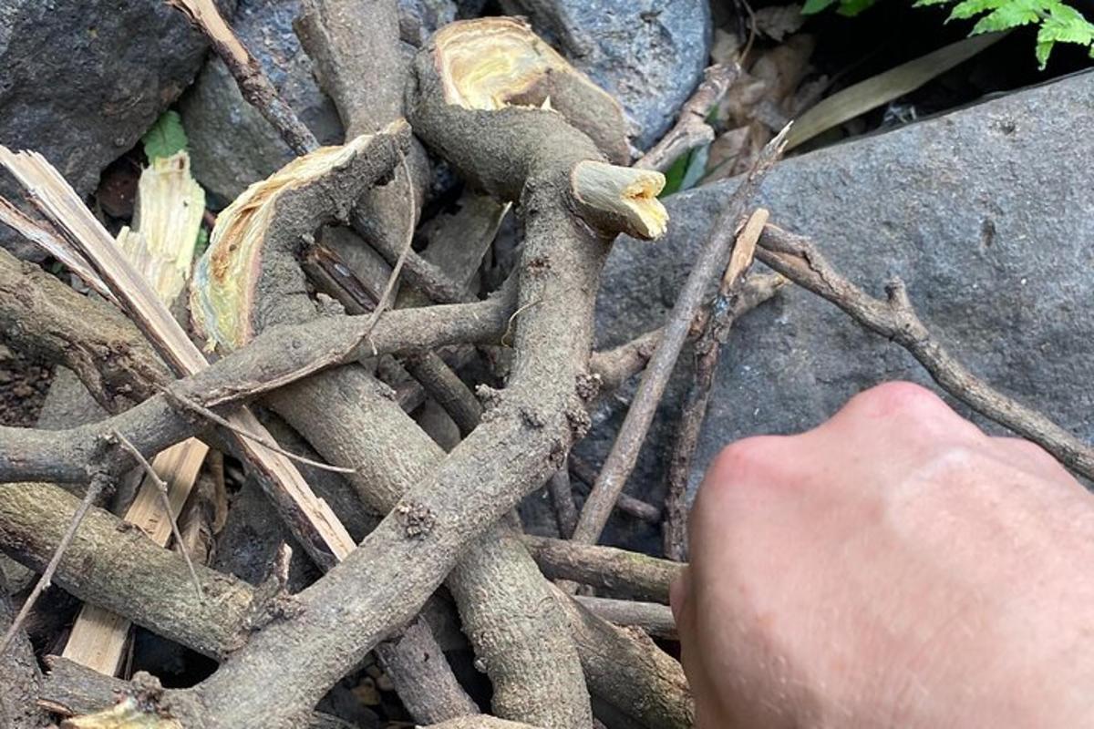 a pile of sticks and branches on the ground