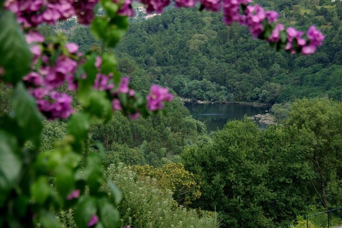 o vedere a unui lac cu copaci și flori mov