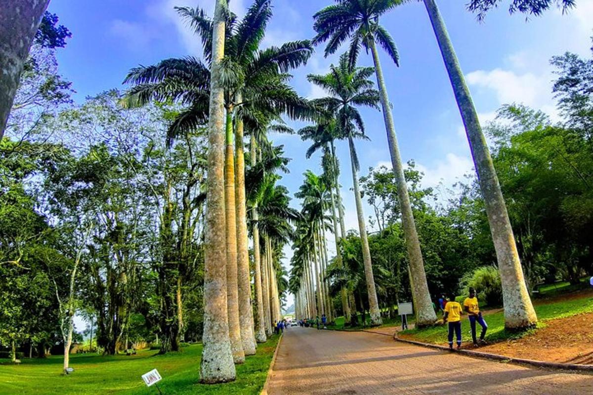 due persone che camminano lungo una strada con palme