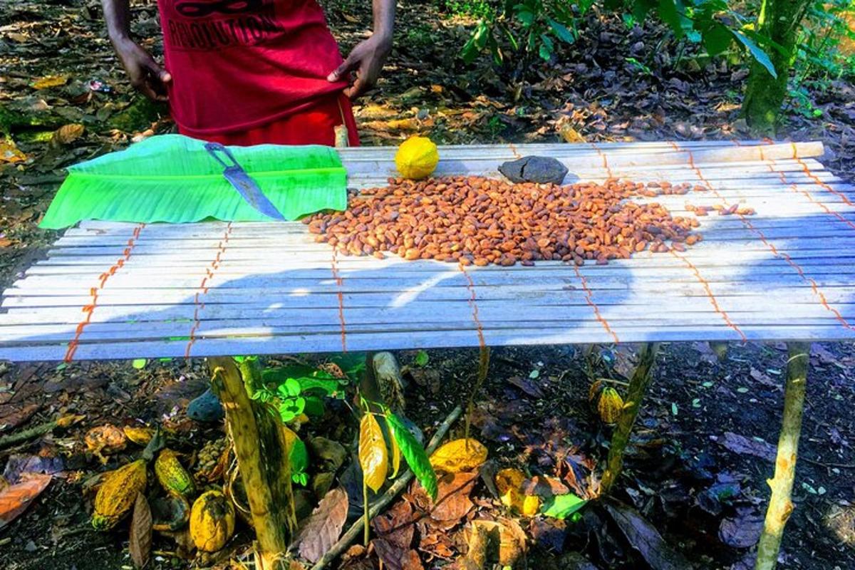 en person som står ved siden av et bord fullt av insekter