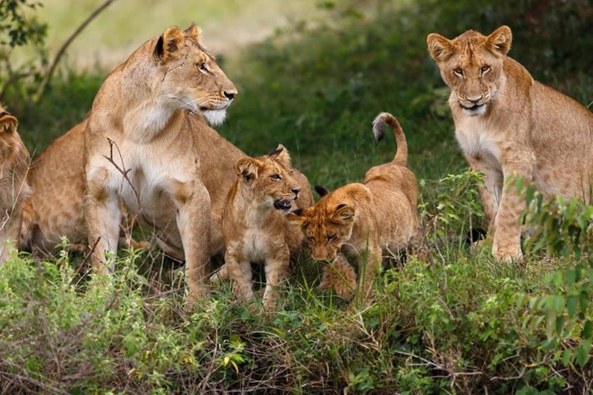 Un grupo de leones de pie en la hierba