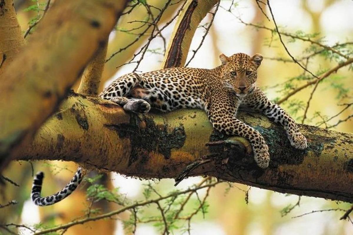 harimau bintang berbaring di atas dahan pokok