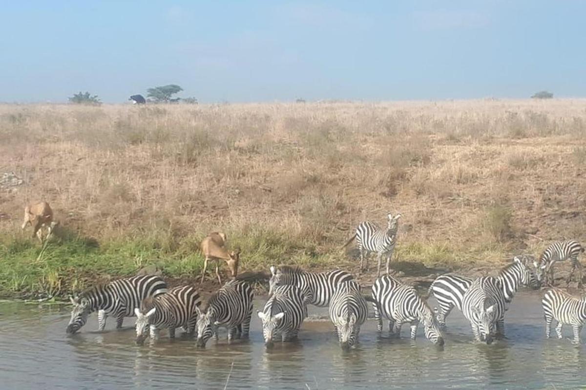 una mandria di zebre in piedi nell'acqua