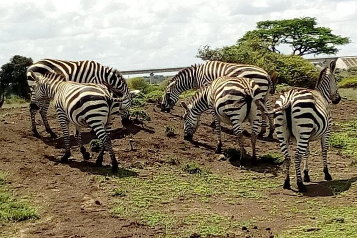 un gruppo di zebre che mangiano l'erba in un campo