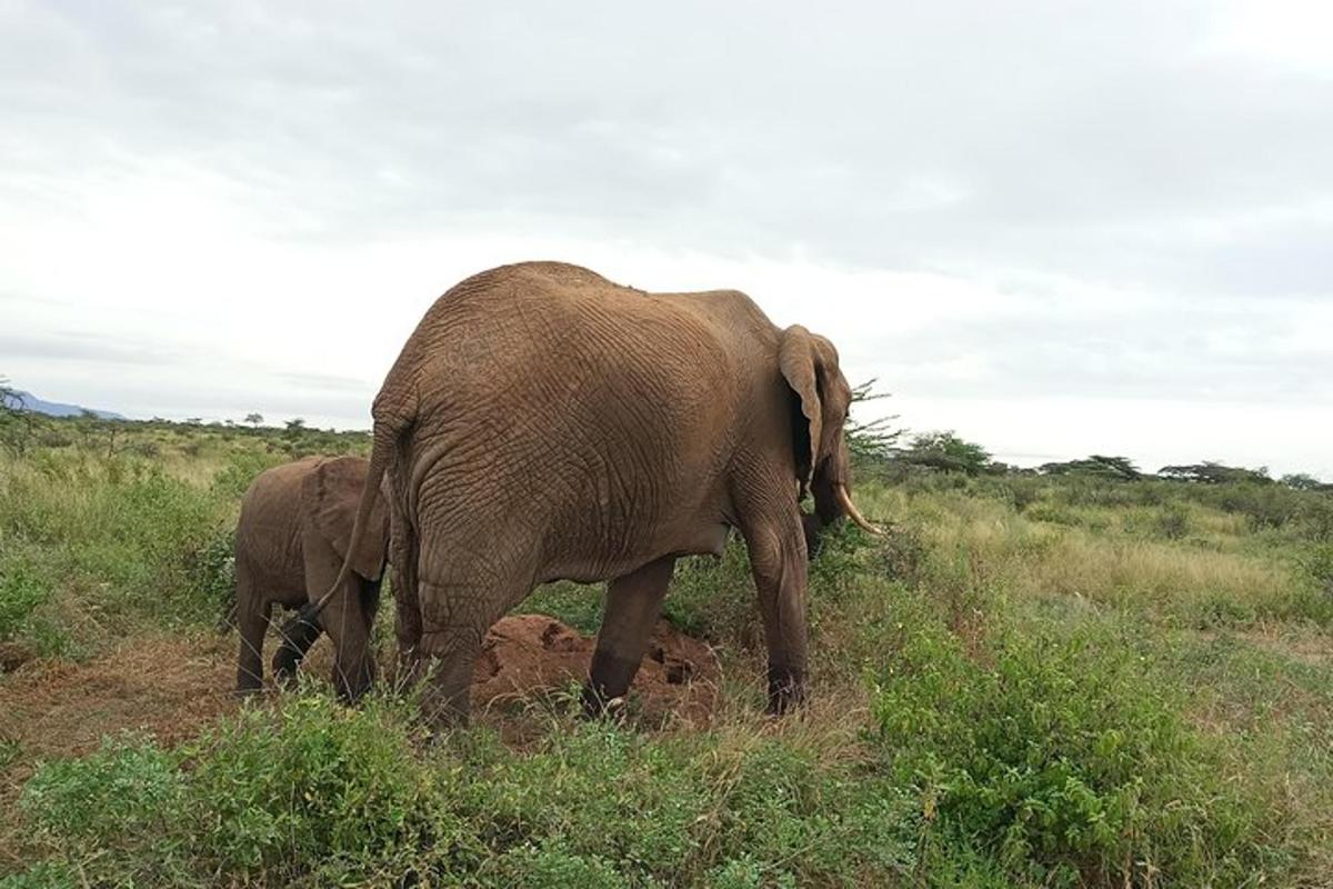un elefant adult și un pui de elefant mergând pe un câmp