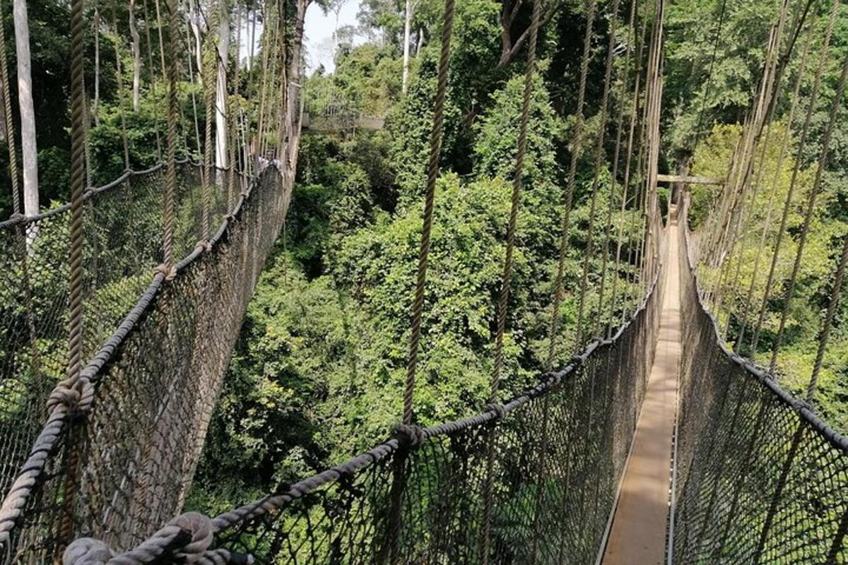 a suspension bridge in aazonian forest with a canopy