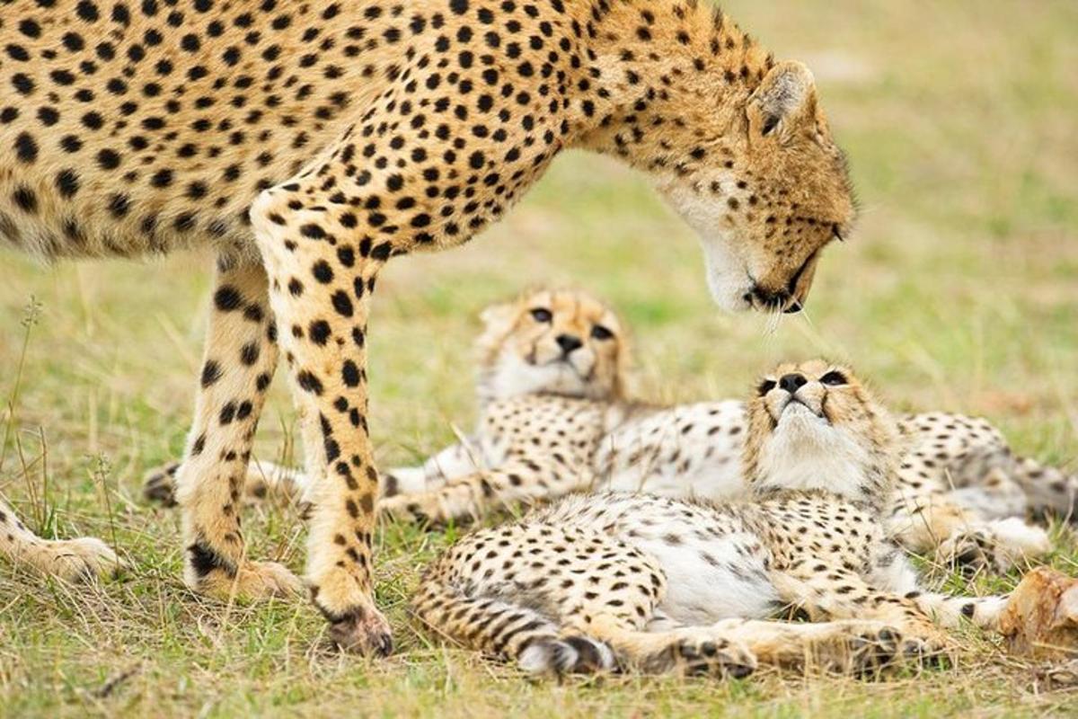 seekor cheetah berdiri dengan dua anak berbaring di rumput
