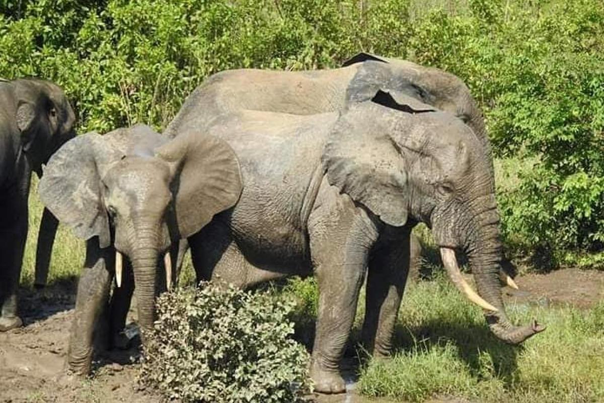 a couple of elephants standing next to each other