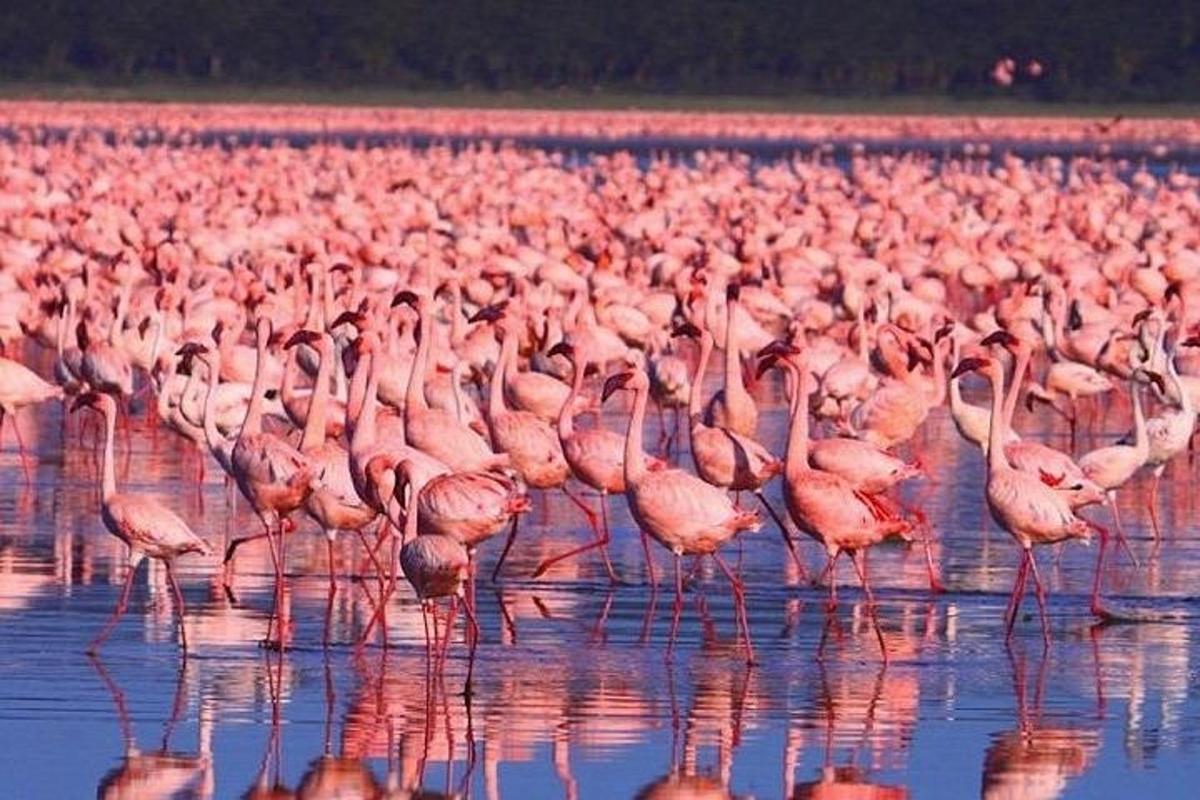 un grande stormo di fenicotteri rosa in piedi nell'acqua