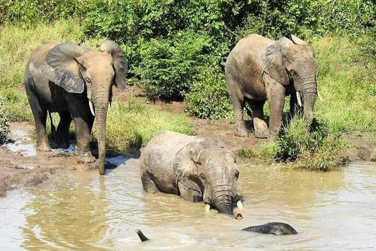 a group of three elephants standing in the water