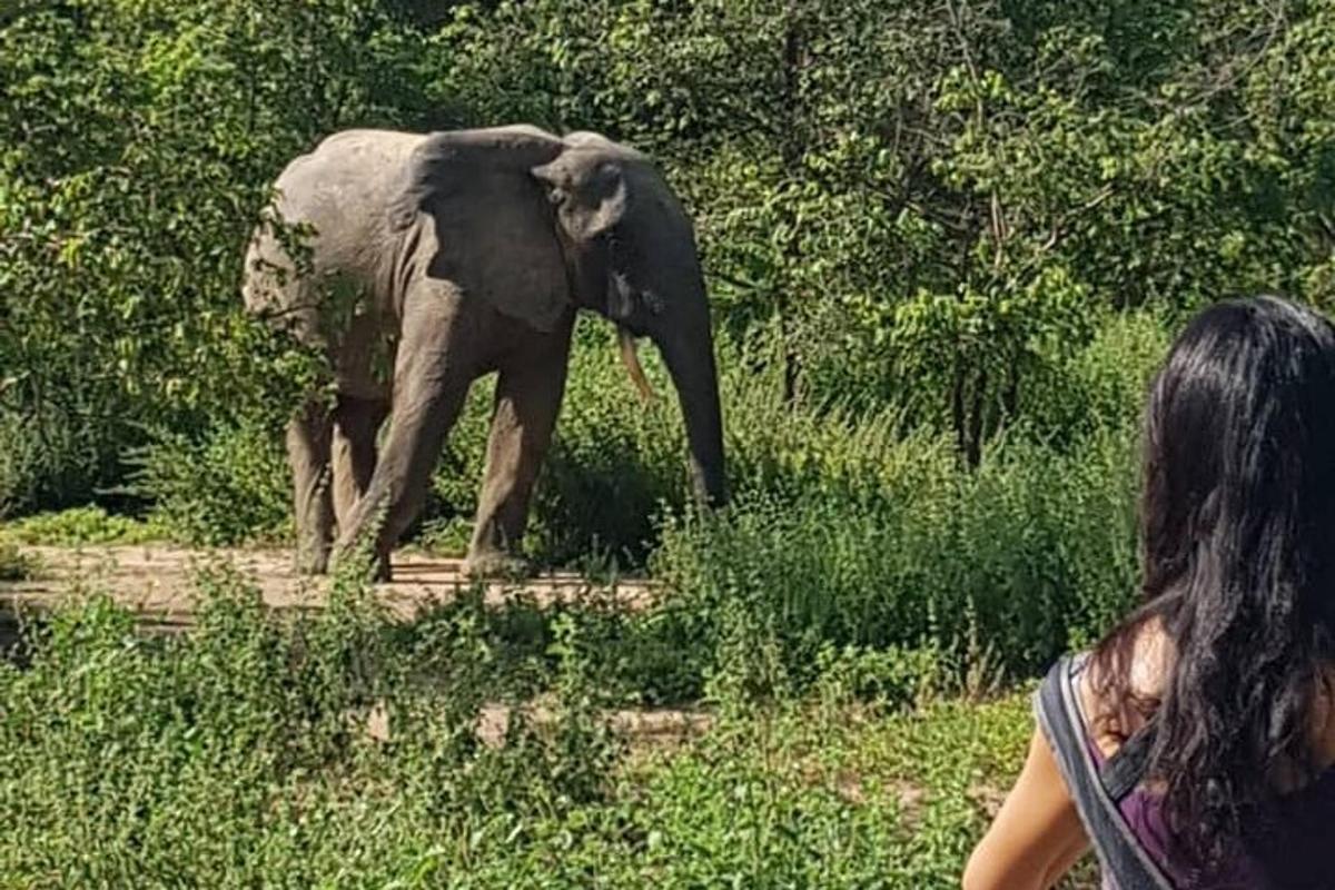 Una mujer observando a un elefante caminando en un campo.