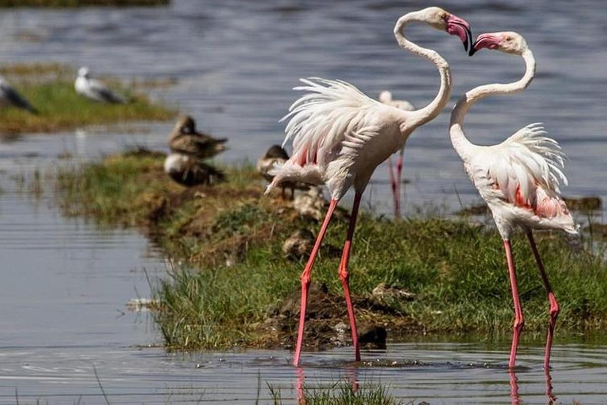un gruppo di uccelli in piedi nell'acqua