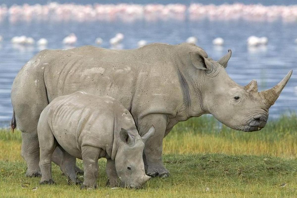 Un gran rinoceronte y un bebé rinoceronte de pie en un campo