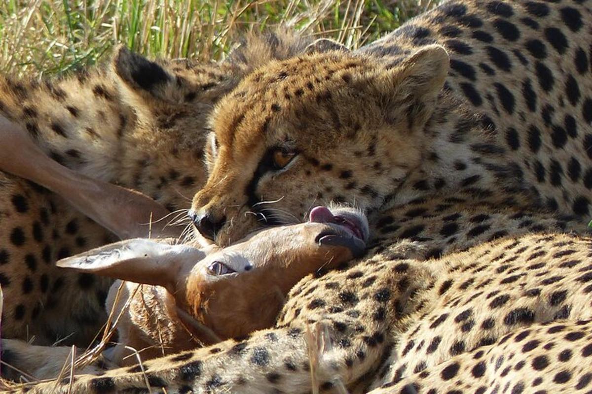 due ghepardi sdraiati sull'erba che tengono in braccio un animale morto