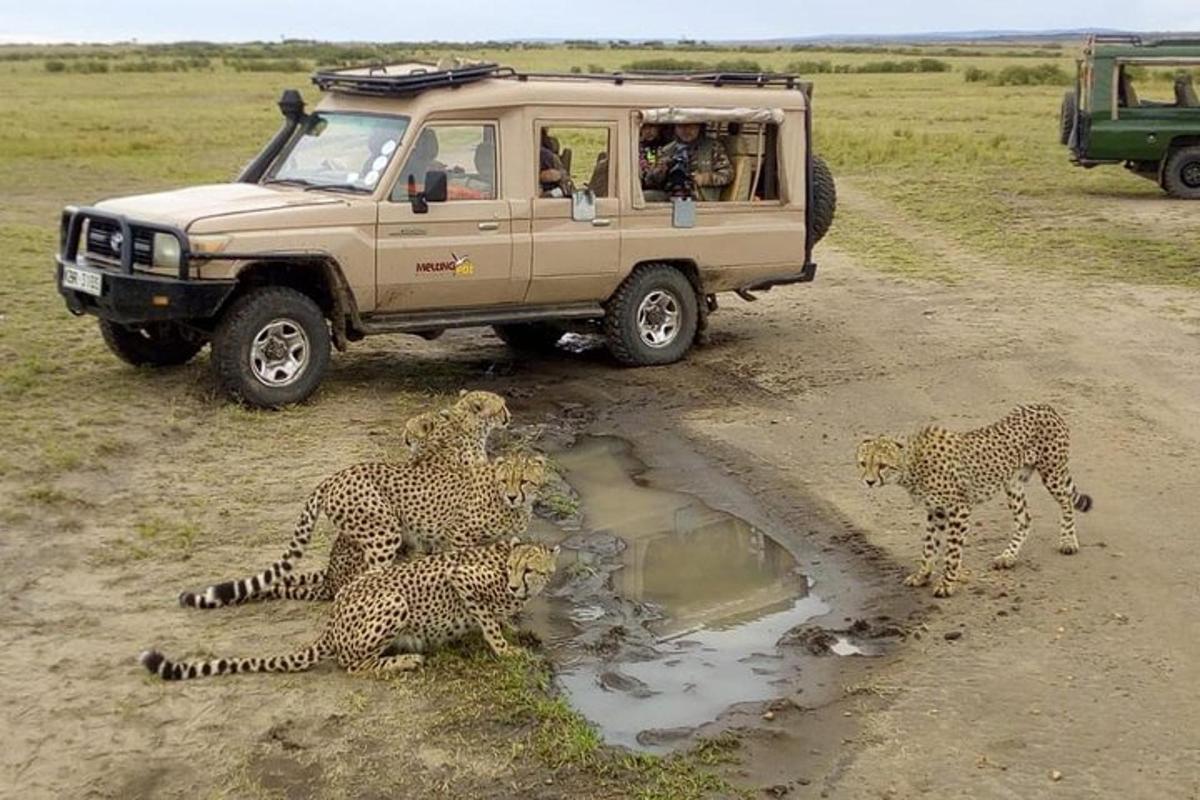 sekumpulan cheetah duduk di hadapan kenderaan