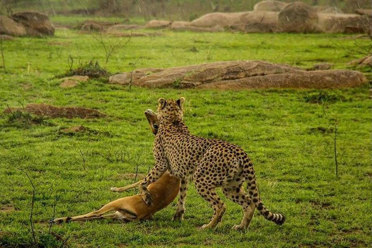 gepard mängib põllul gaselliga