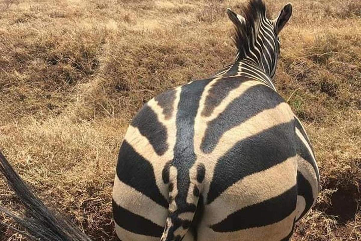 una zebra è in piedi in un campo d'erba
