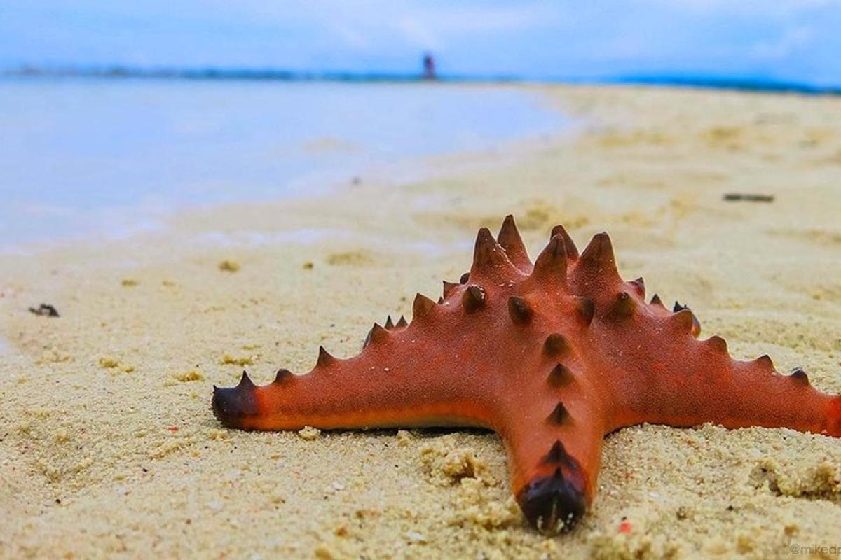 躺在沙滩上的海星