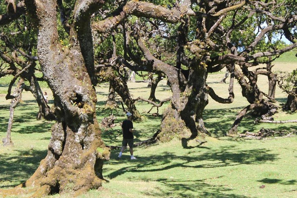 seorang lelaki berjalan di hadapan sekumpulan pokok
