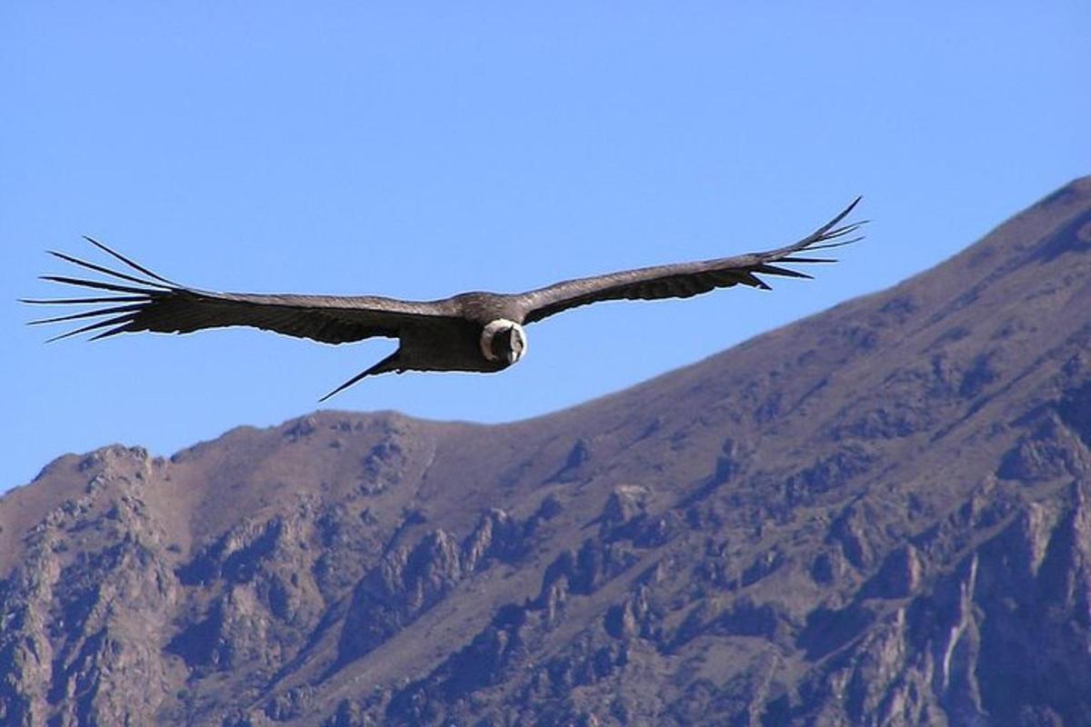 a bird flying in the sky over a mountain
