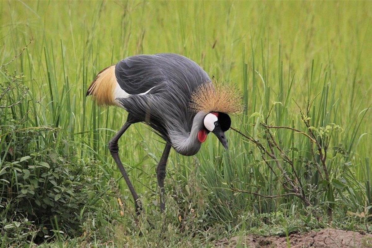un uccello che cammina in un campo di erba alta
