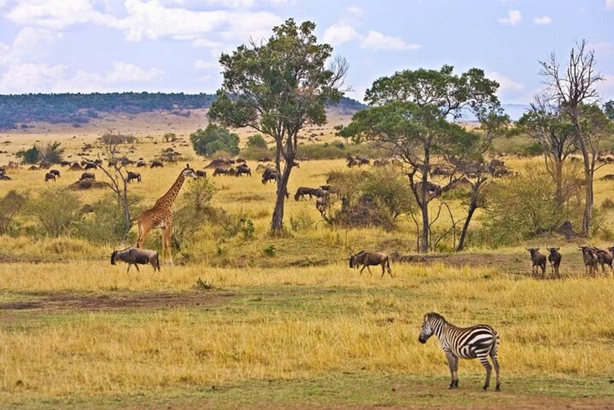 zebra a žirafa stojící na poli