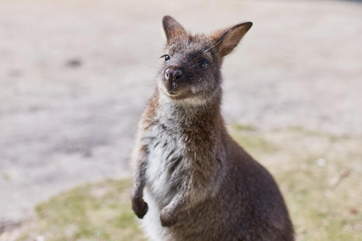 a kangaroo standing on the ground with its head up