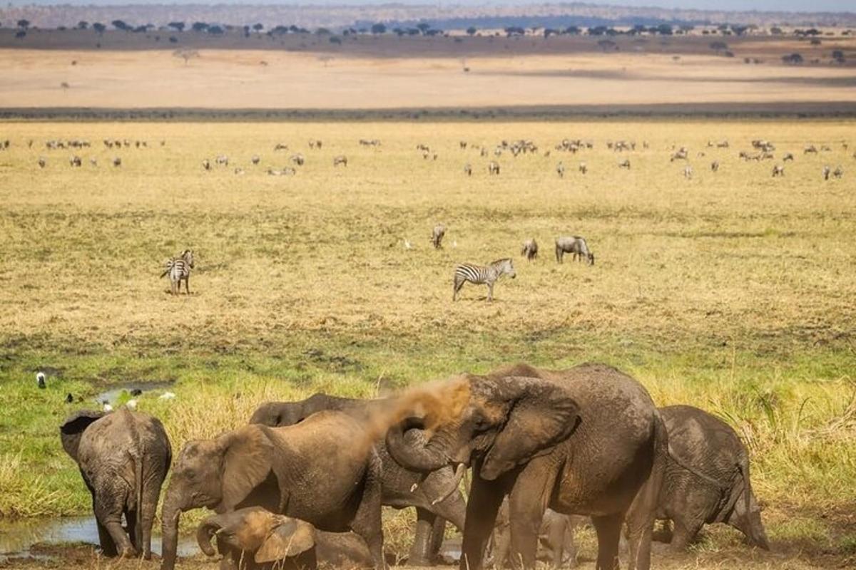 una mandria di elefanti e zebre in un campo