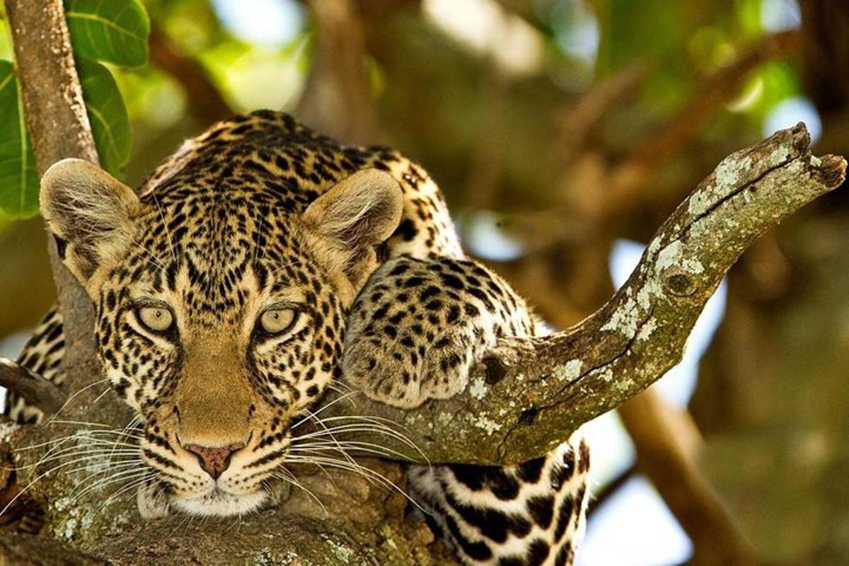 Leopard sedí na větvi stromu