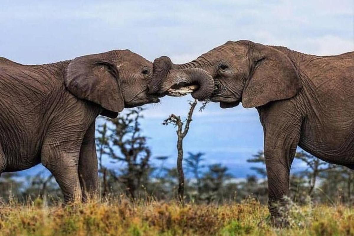 Dos elefantes parados uno al lado del otro en un campo