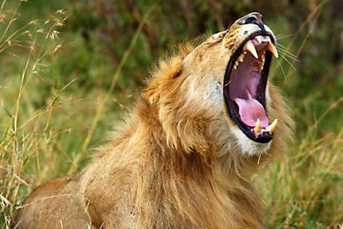 un león con la boca abierta con la lengua