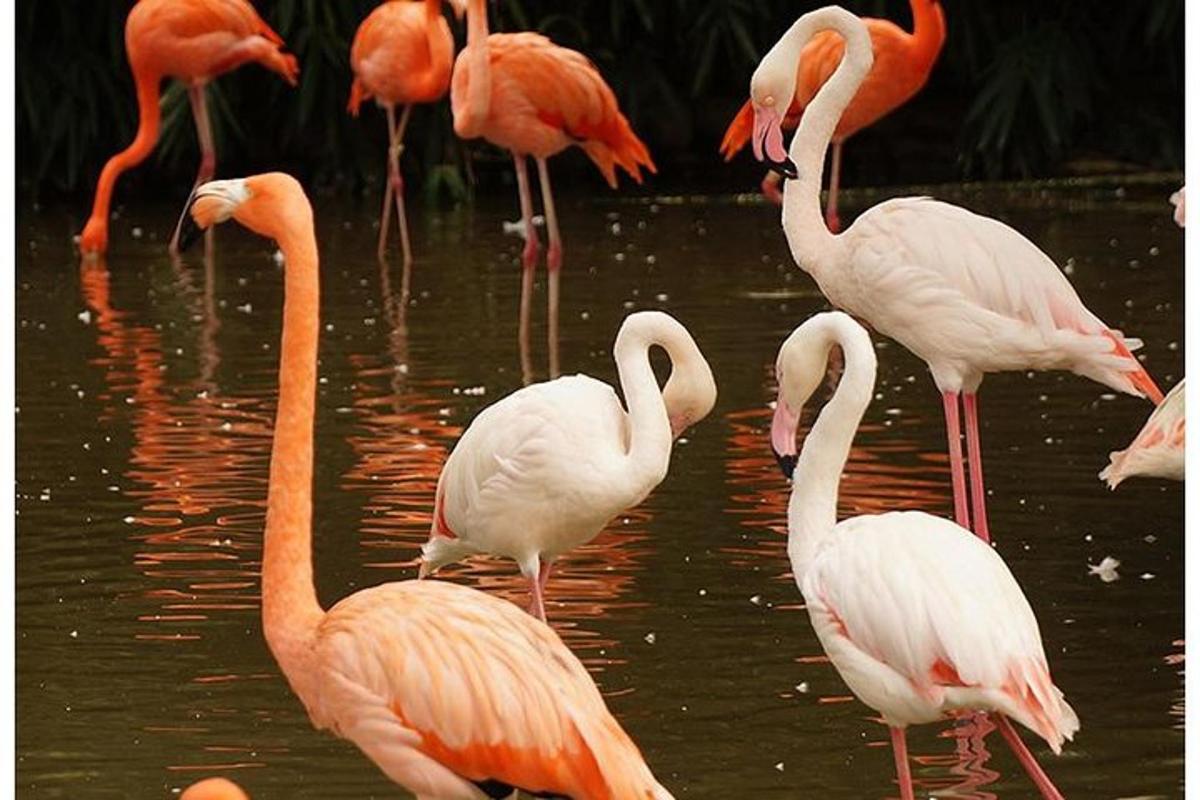 sekumpulan flamingo berdiri di dalam air