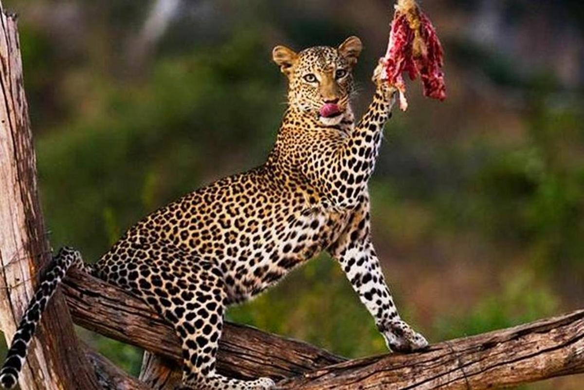 bir dalda duran ve bir parça yiyecek yiyen bir leopar