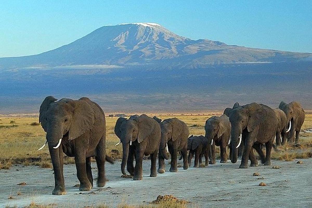 Una manada de elefantes caminando por una carretera con una montaña al fondo