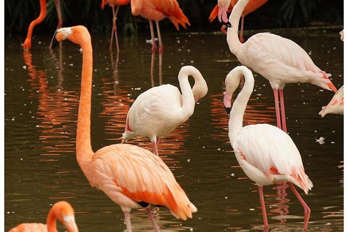 Un grupo de flamencos de pie en el agua.