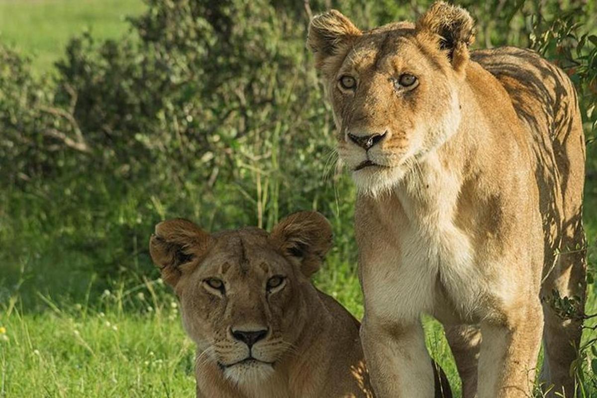 Dos leones de pie en un campo de hierba