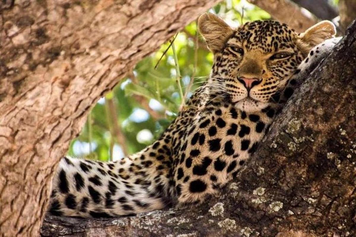 seekor harimau bintang sedang duduk di atas pokok