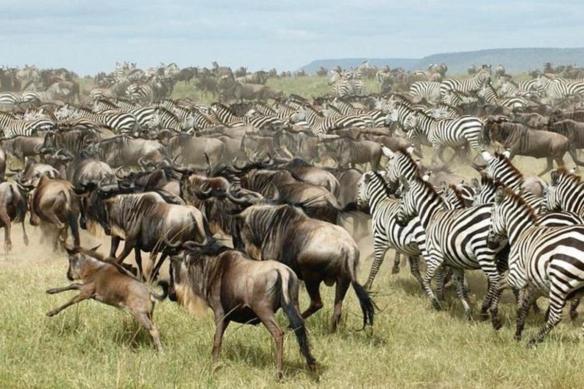 a herd of zebras and other animals in a field