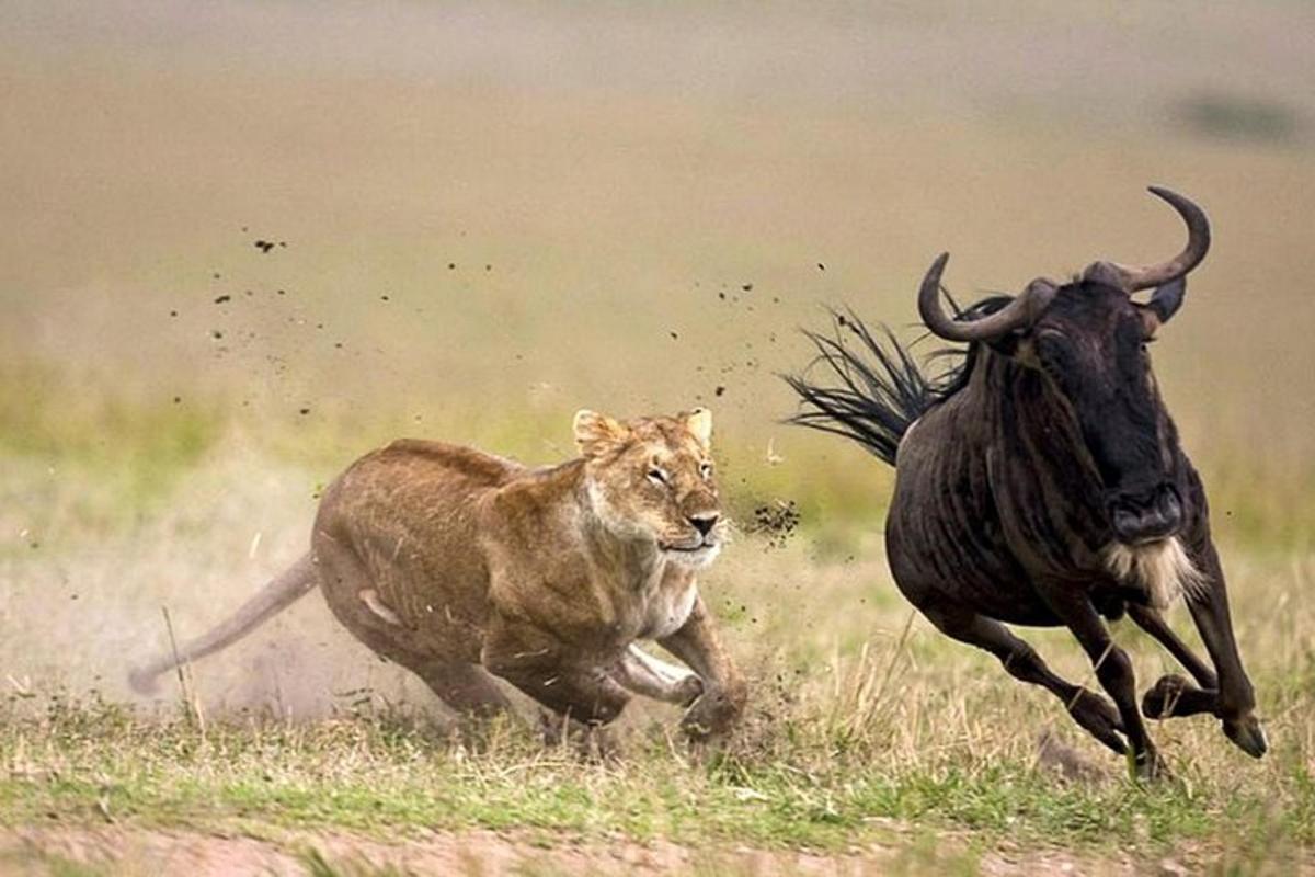 Un león y un toro corriendo en un campo