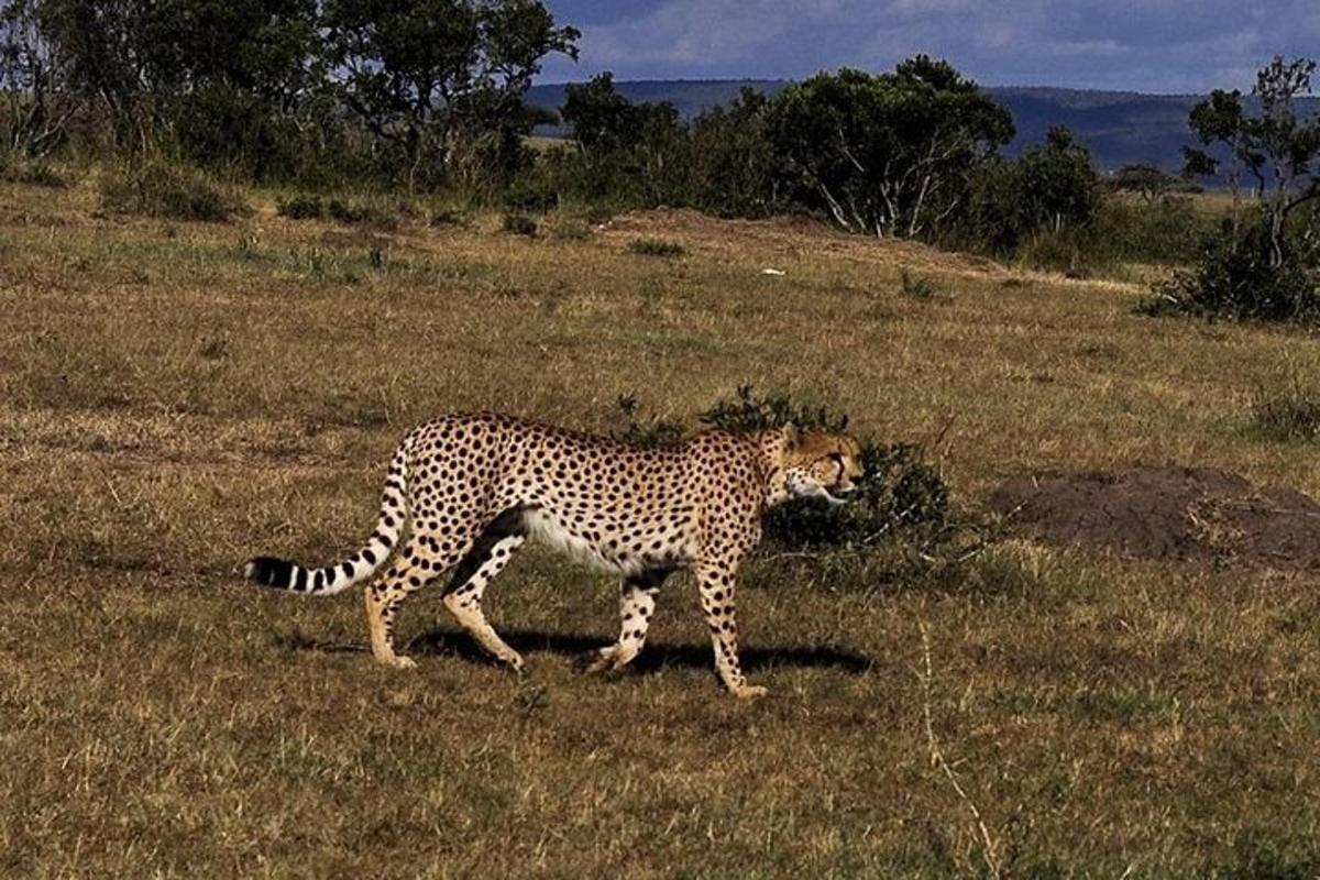 gepard, ki hodi po travnatem polju