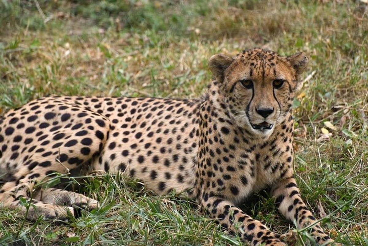 un guepard estirat a l'herba en un camp