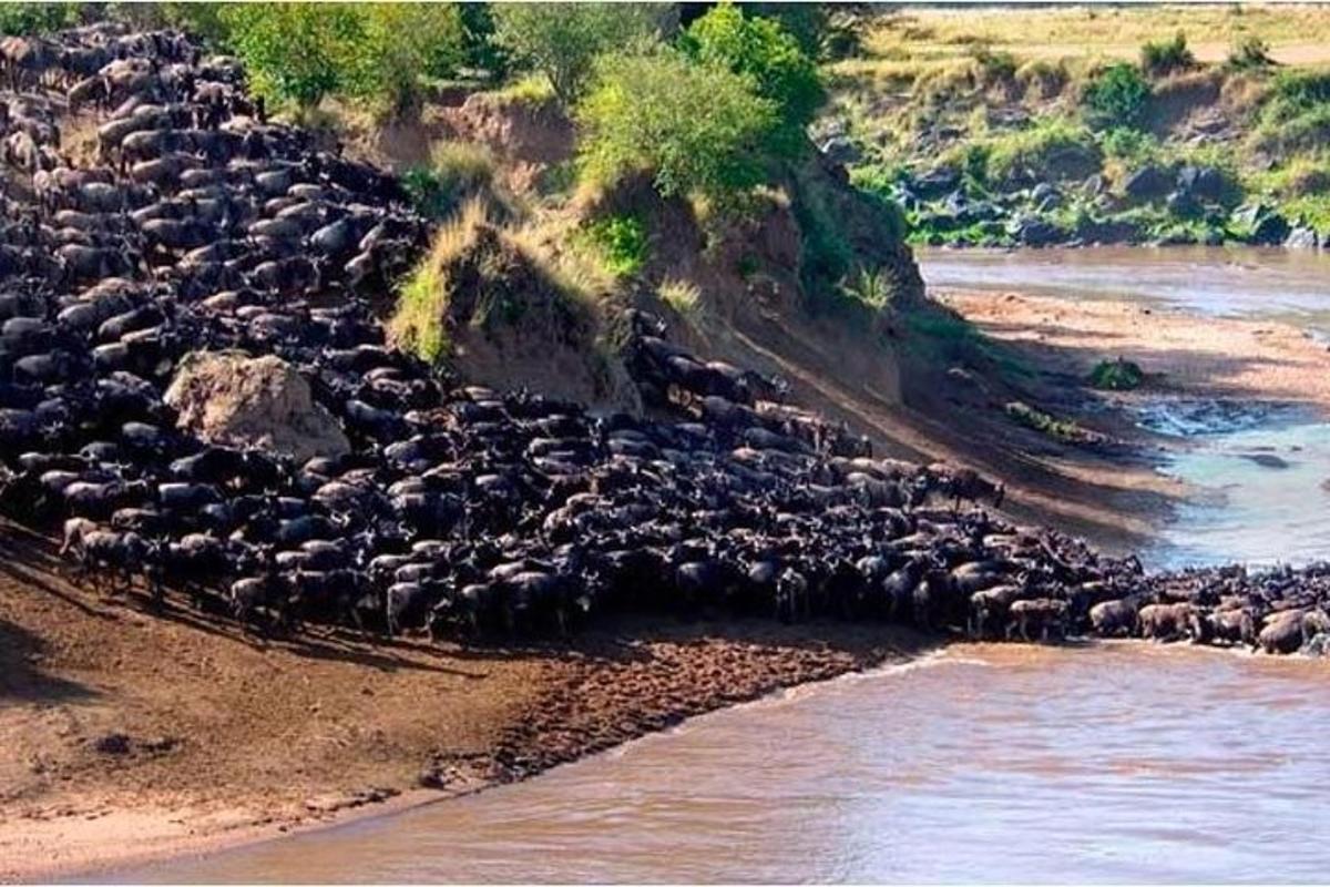 un gran ramat d'animals caminant per un riu
