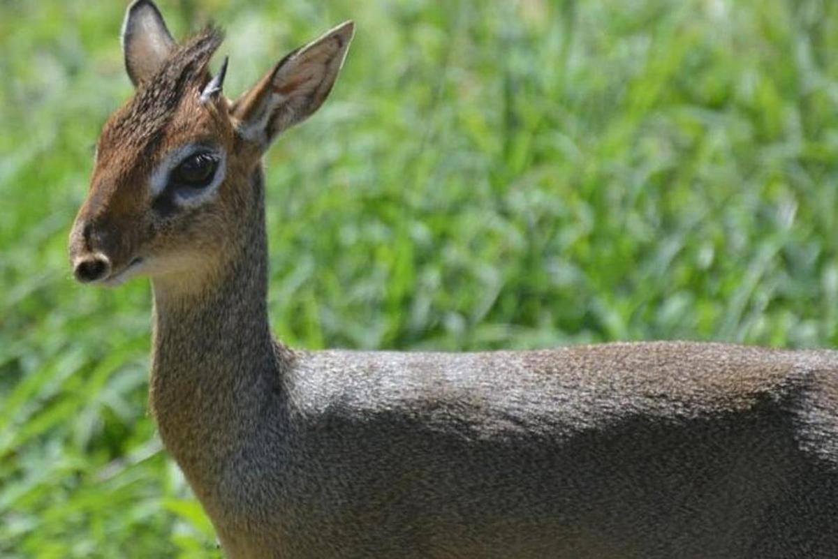 un cervo è in piedi nell'erba