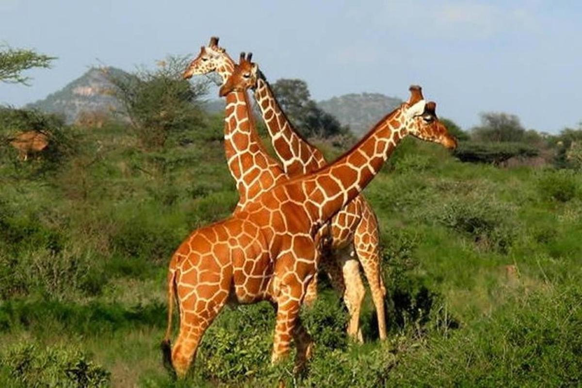 trys žirafos, stovinčios viena šalia kitos lauke