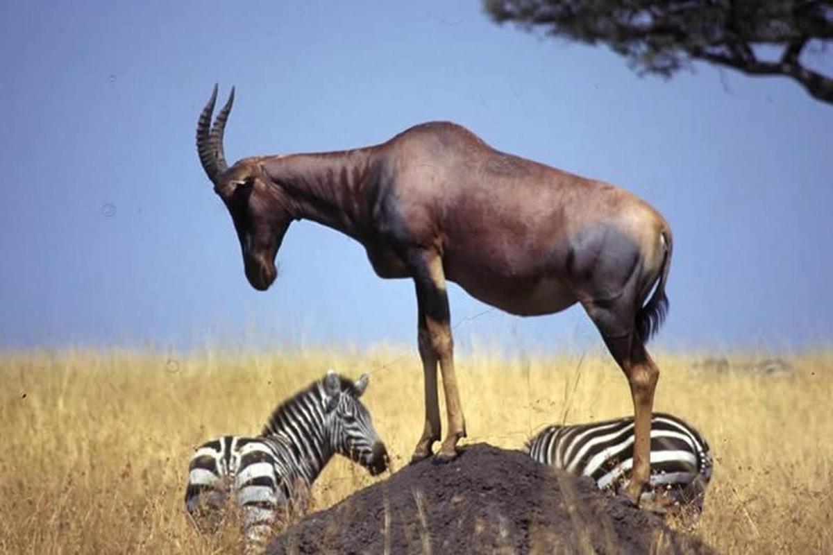 un antílop dret sobre una roca amb dues zebres