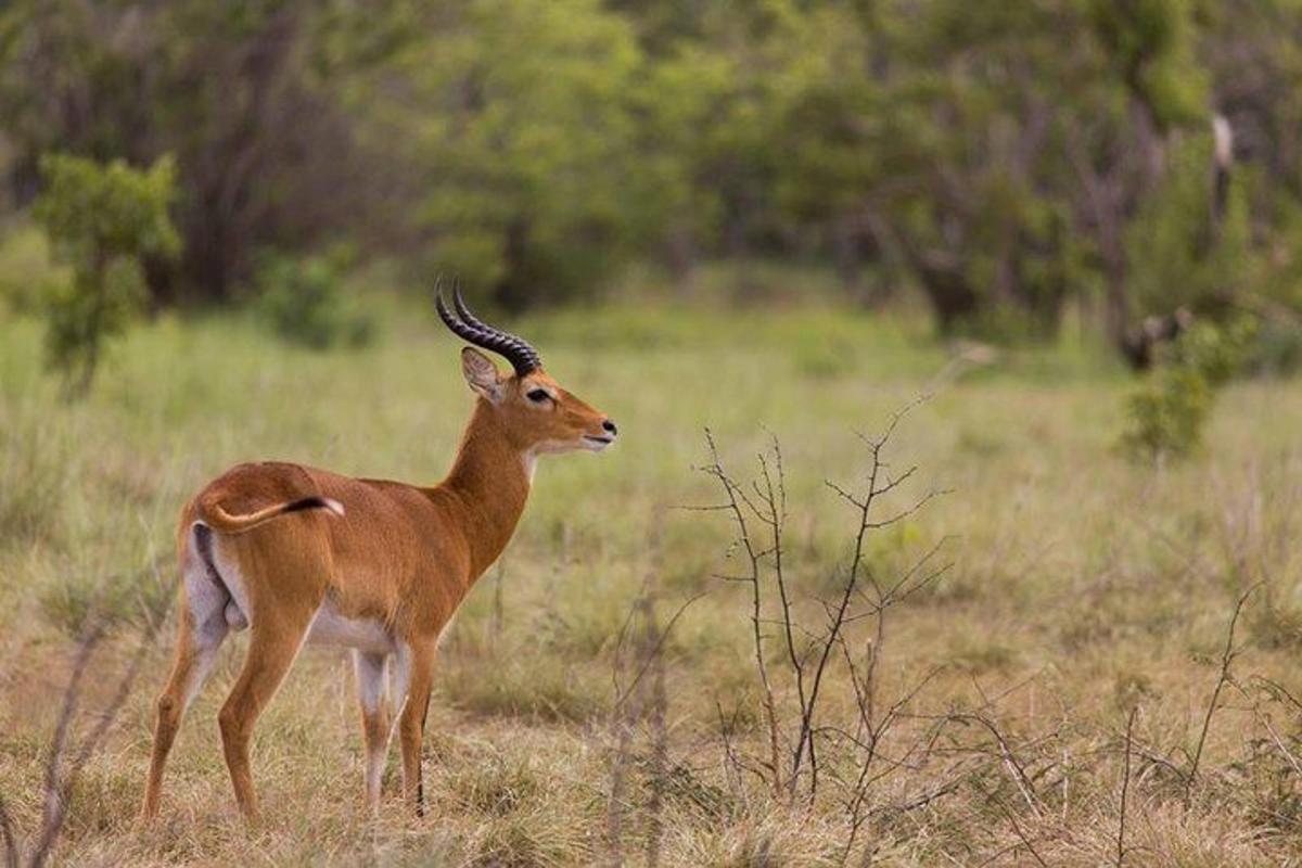 una gacela parada en un campo de hierba
