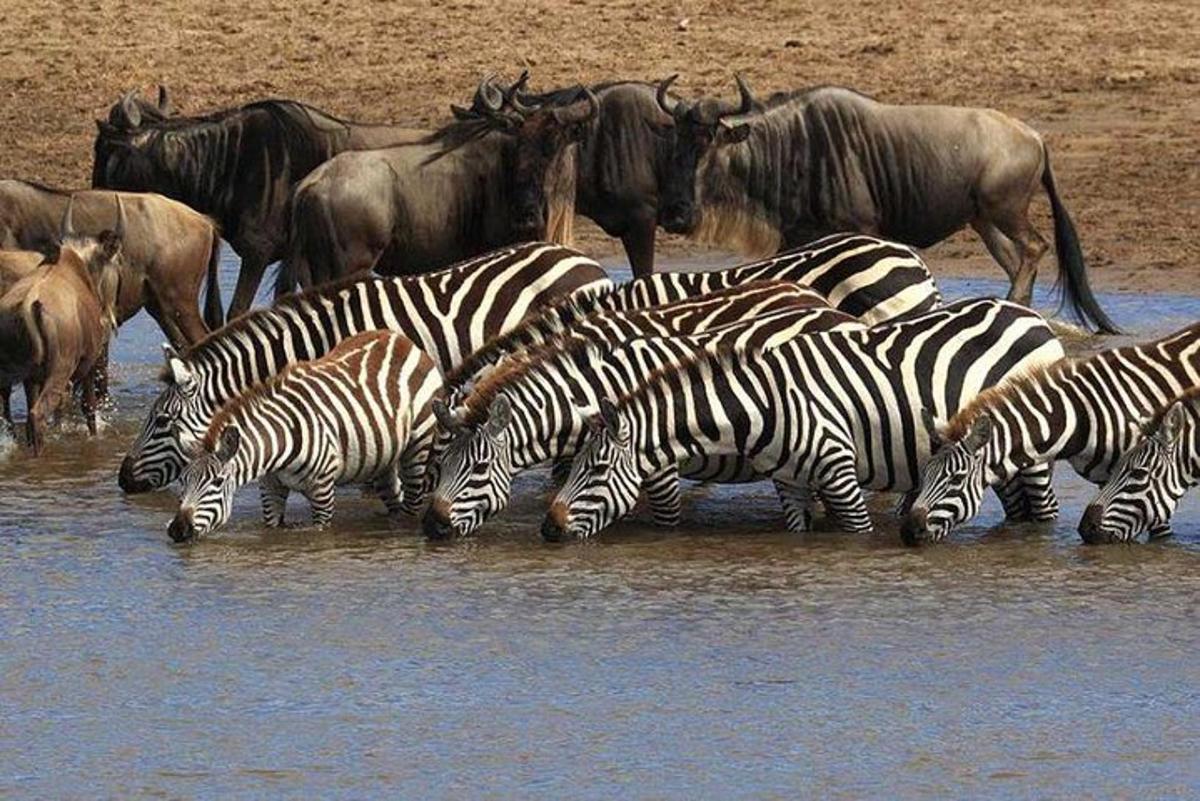 una mandria di zebre e altri animali nell'acqua