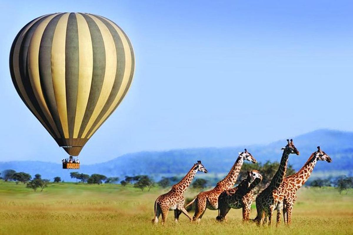 un gruppo di giraffe in una mongolfiera