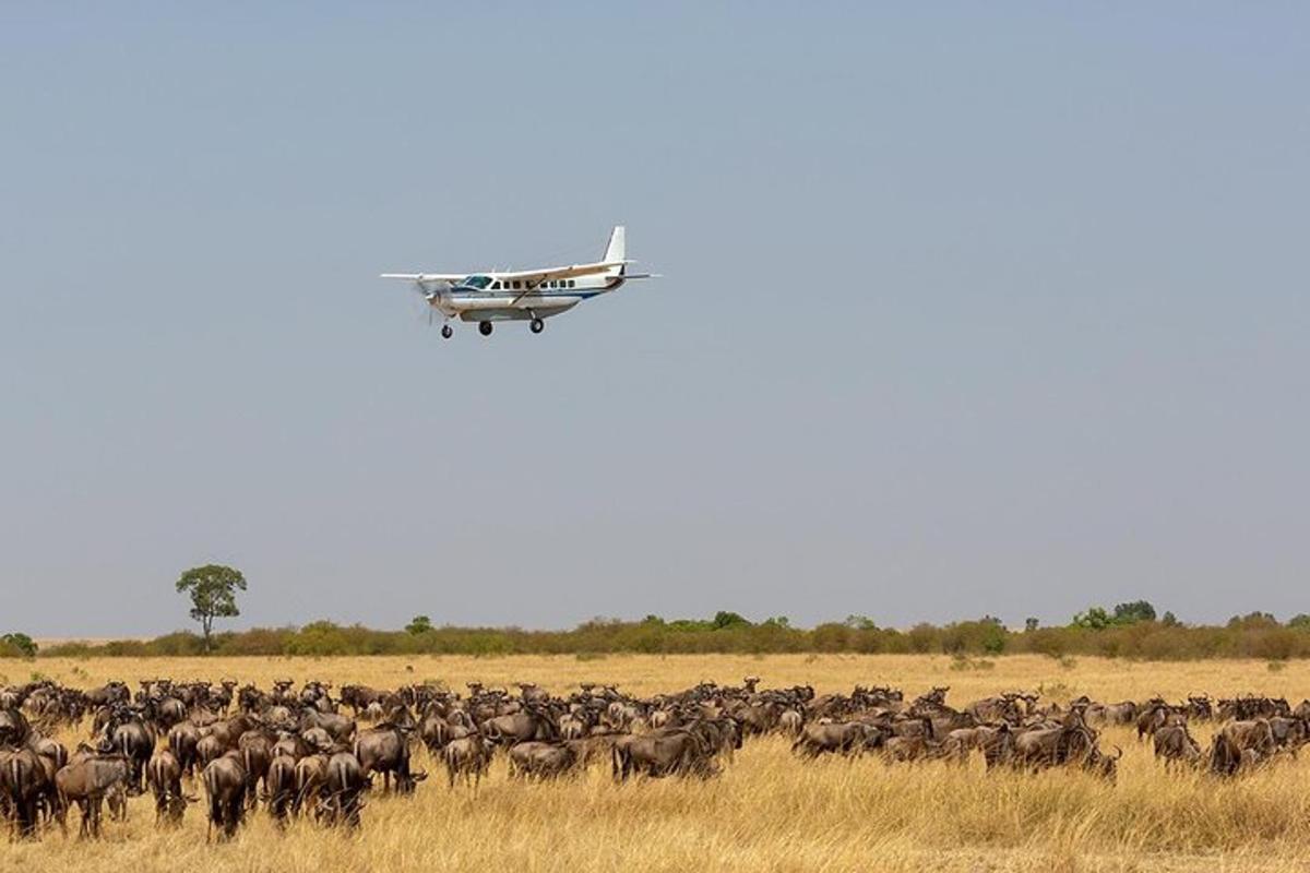 un aereo che sorvola una mandria di animali in un campo