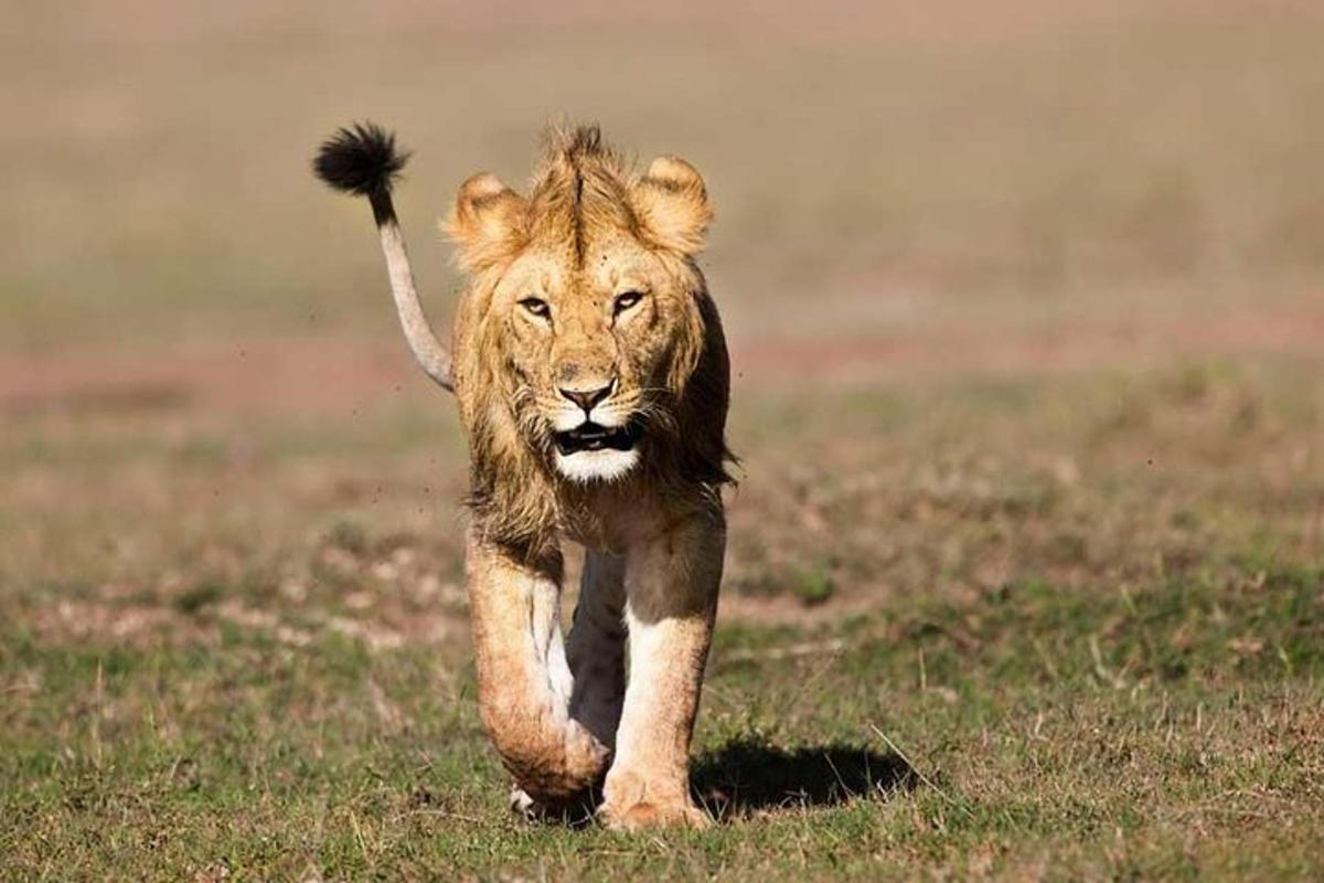 un leone che cammina in un campo d'erba
